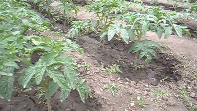 Томаты. Грядка помидор. Канавочный способ. смотреть онлайн