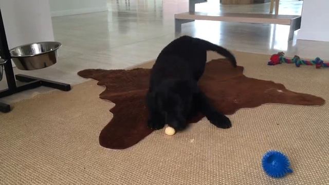 🐶 мой щенок топчик (сказка про колобка) смотреть онлайн