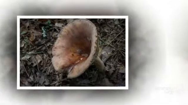 Lactarius corrugis - fungi kingdom смотреть онлайн