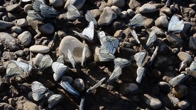 Бабочки капустницы смотреть онлайн