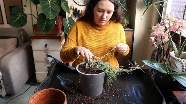 Last repotting of this year? / 2022 / Alocasia Polly, Hoya Linearis, Scindapsus, Philodendron Mican смотреть онлайн