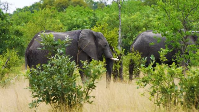 4K Wild Animals: Ngorongoro National Park, Tanzania - Scenic Wildlife Film With Calming Music смотреть онлайн