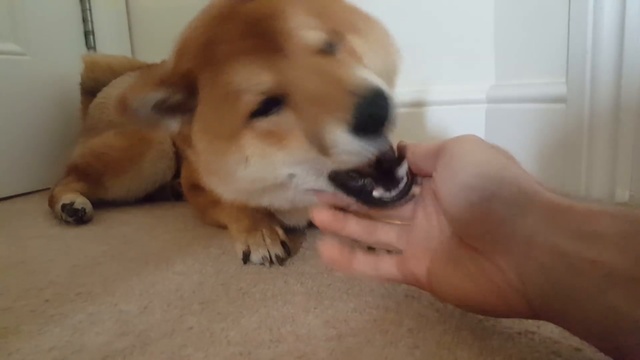 Как разбудить шиба ину смотреть онлайн