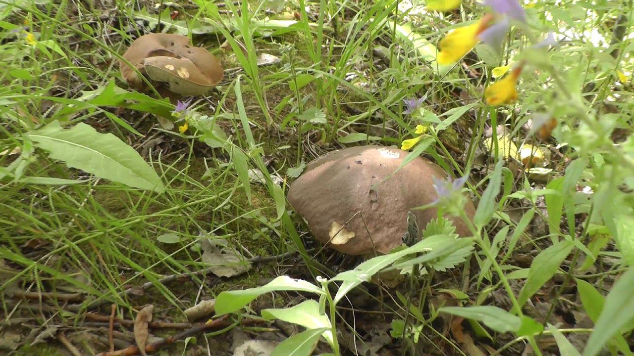 Грибная прогулка с вами! Край родной. В Подмосковье... водятся грибы. смотреть онлайн