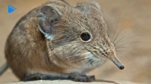 7 класс - Биология - Отряд насекомоядные. Отряд шерстокрылые. Отряд рукокрылые