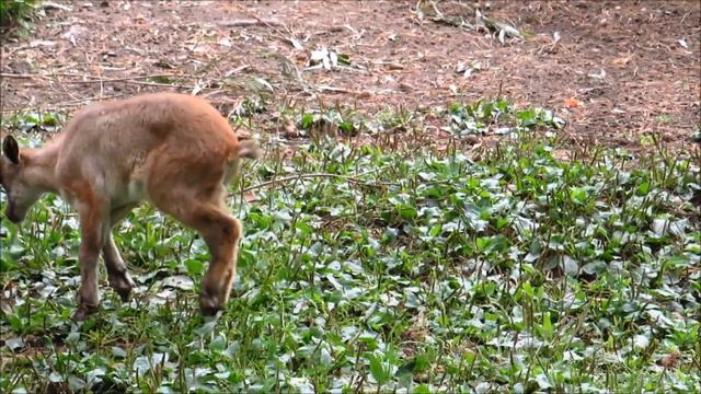 Малыш гималайских таров развлекается и прыгает на маму 15.08.2022 смотреть онлайн