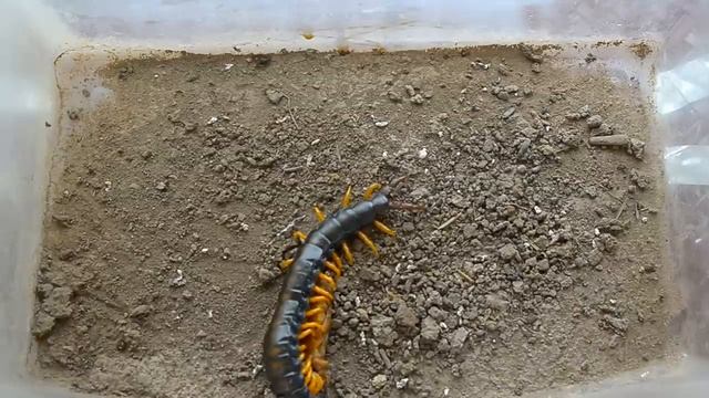 Сколопендра ловит и ест медведку / Scolopendra catches and eats mole cricket смотреть онлайн