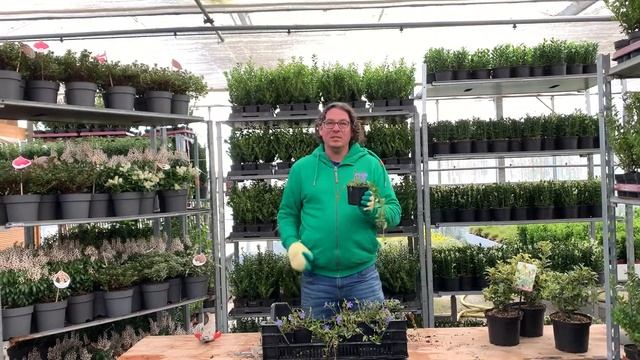 Vinca minor, de maagdenpalm смотреть онлайн