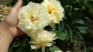 Розы - лучшие сорта. Роза Мисс Файн.