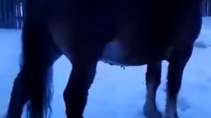 цыганские лошади на канале romadrab