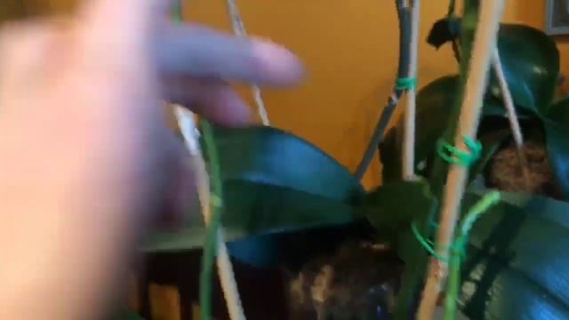 Секрет обильного цветения орхидей ! смотреть онлайн