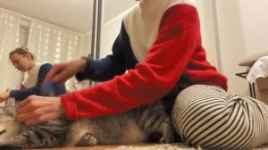 Как вычесывать британского кота