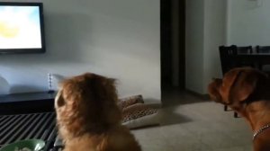 Симпатичные щенки громко лают - Собака лает сборник