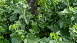 Смородина черная " Белорусская сладкая"!