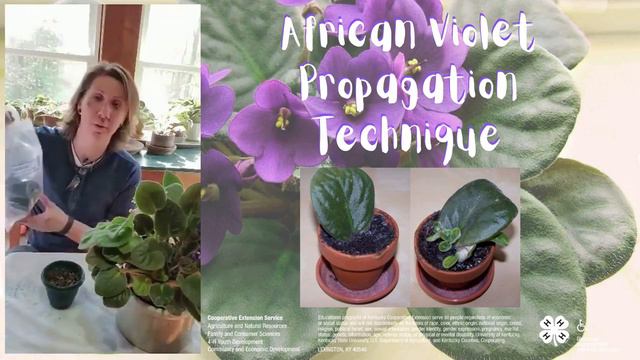 African Violet Propagation смотреть онлайн