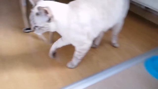 EMPTY BOWLS? - Cats react to Invisible Food Challenge - Pretend to put your dog on a diet challenge смотреть онлайн