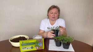 Почвобрикет + перлит: преимущества перед другими почвами при черенковании растений