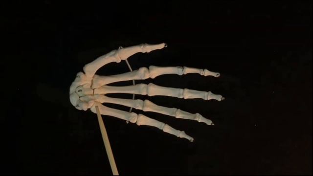 Кости кисти смотреть онлайн