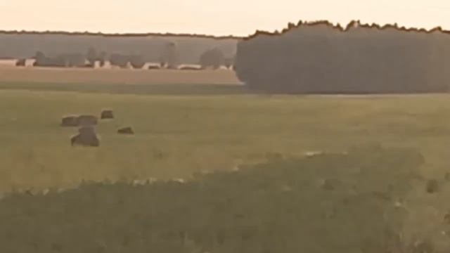 Охота на вредных животных. смотреть онлайн