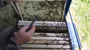 Борьба с роением пчел.Лучшие по простоте три метода.