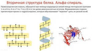 Биохимия. Лекция 2. Белки. Уровни организации белков. Функции белков.
