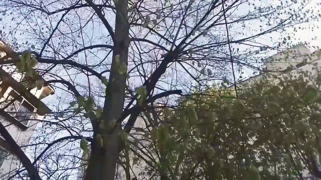 Мир природы в городе смотреть онлайн