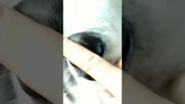 У собаки пищит нос! смотреть онлайн