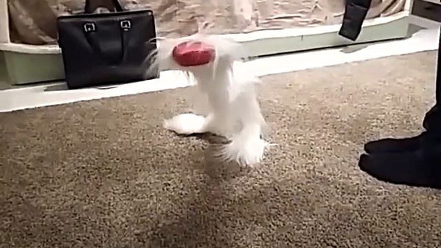 Самый смешной страус смотреть онлайн