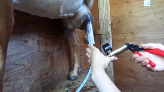 Goat Milking смотреть онлайн