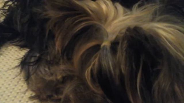 Влог как Шэйн себя ведет один дома "пародия на один дома" смотреть онлайн