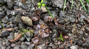 Неочевидная неисправность мамут-насоса у Юнилос Астра 5