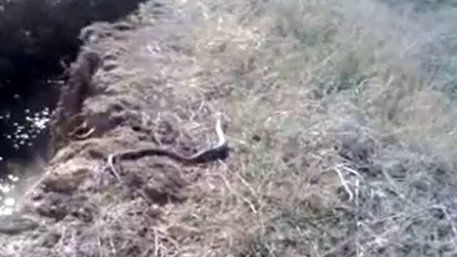 Донские степи + электролов + гадюка.3gp смотреть онлайн