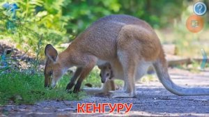 Карточки Домана Животные мира. Звуки животных. Как говорят.