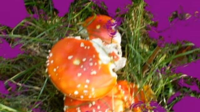 Дары природы смотреть онлайн