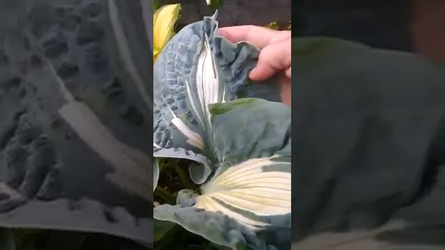 Хоста Голоден Медоус смотреть онлайн