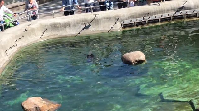 Как лиса в зоопарк ходила! смотреть онлайн