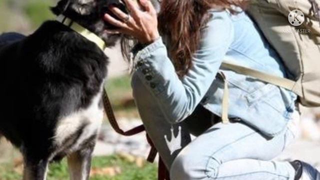 Эта несчастная окаменевшая собака никогда не думала, что ее кто то полюбит смотреть онлайн