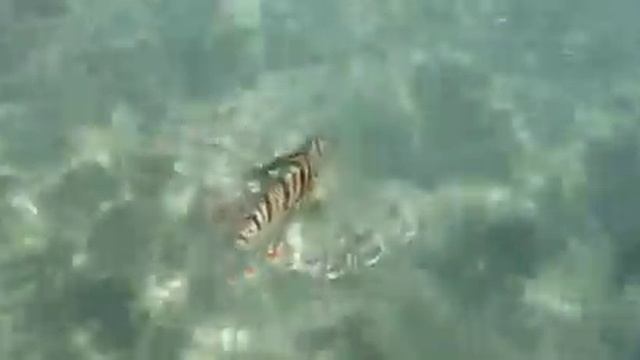 Нашли крылатку в Египте? смотреть онлайн