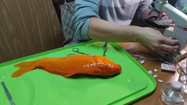 Ихтиопатическое исследование рыбы. Проверяем рыбу на болезни.