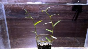 МУРДАННИЯ КЕЙСАК ( Murdannia keisak )