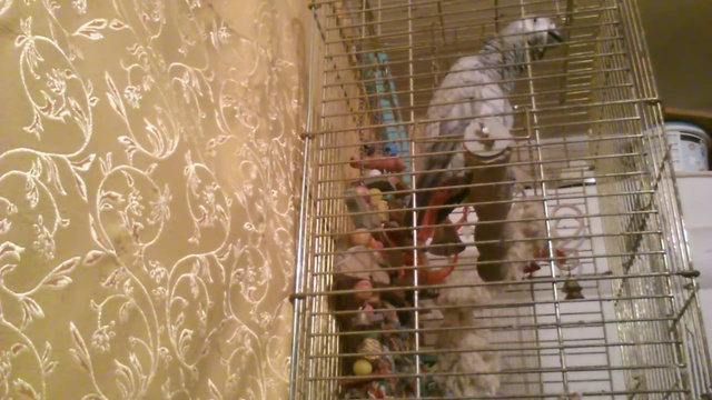 Говорящий попугай жако 2