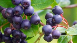 Черноплодная Рябина.Полезные Свойства Черноплодной Рябины