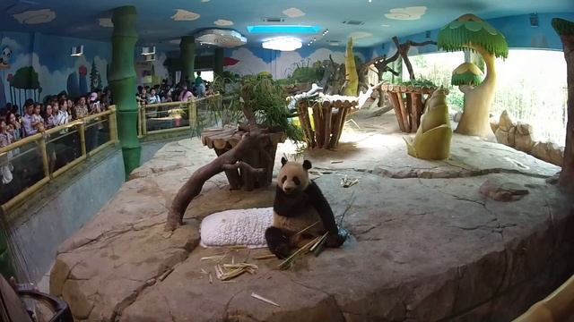 Панда ест, Гуанчжоу, сафари парк смотреть онлайн