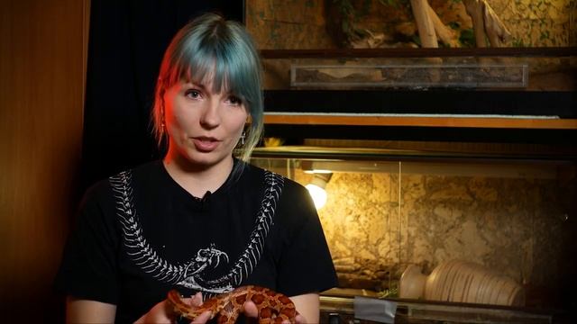 Маисовый полоз. Самая простая змея? Содержание, уход, кормление. смотреть онлайн