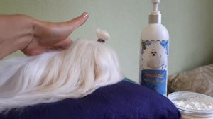 Как быстро и легко избавиться от слезных дорожек у мальтезе!