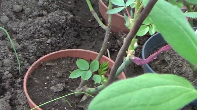 Обзор растишек на улице и в теплице на 25 апреля смотреть онлайн