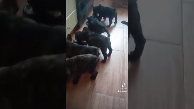 Время обеда , французский бульдог, щенки.))))) смотреть онлайн