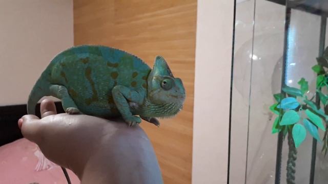 Знакомство с моими любимыми зелёнками Йеменскими Хамелеонами? смотреть онлайн