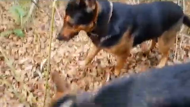 Немецкая овчарка.Чистим зубы смотреть онлайн
