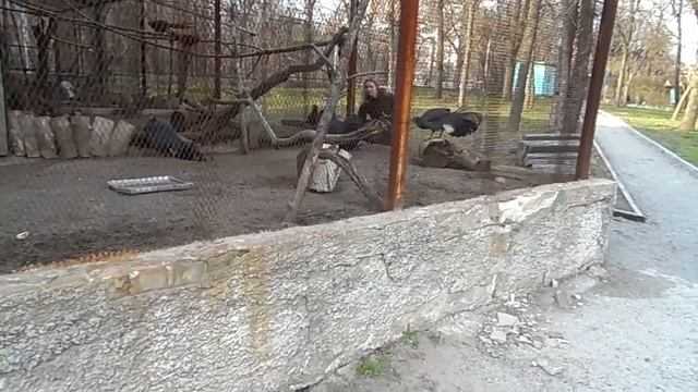 Ушастые фазаны бегают за мной смотреть онлайн